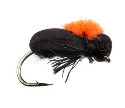 Foam Beetle1