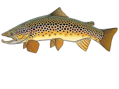 Calcomania trucha de 20 cm. Montana 21