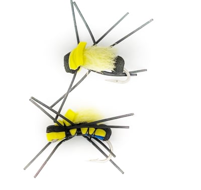 Avispa Chaqueta Amarilla1