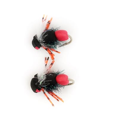 Escarabajo Patagón #6 Negro Rojo1