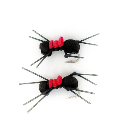 Male Foam Ant1