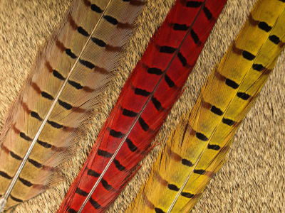 Ringneck Pheasant Center Tail1
