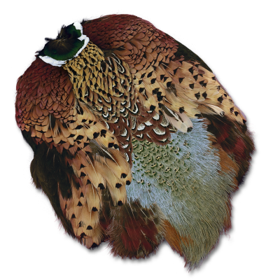 Ringnecck Pheasant Skin1