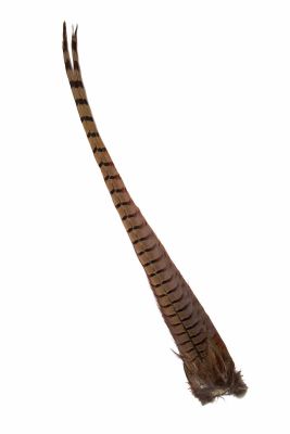 Ringneck Pheasant Complete Tail1