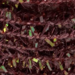 Micro Cactus Brown1