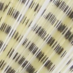 Spinner Tail Barred Light Brown2