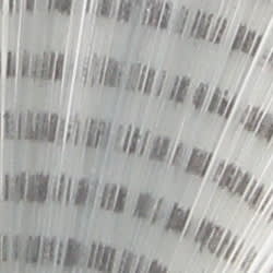 Spinner Tail Barred Light Dun2