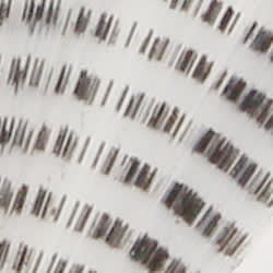 Spinner Tail Barred White2