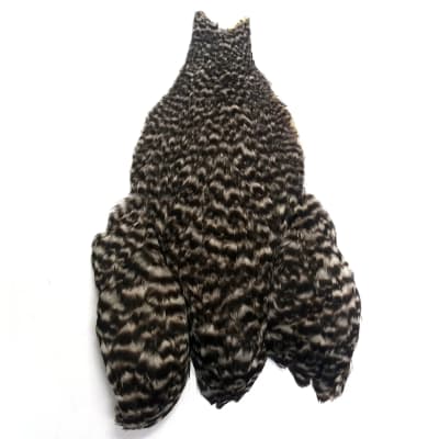 4 B´s Rooster  Cape Grizzly2