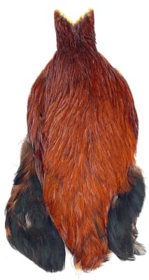 4 B´s Rooster Cape Brown 2