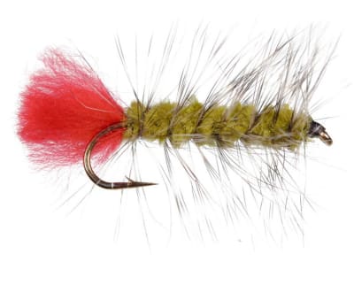 Woollyworm Olive1