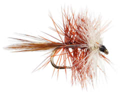 Bivisible Brown