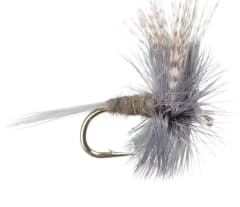 Dry Cahill Dark