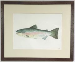 Acuarela Original Rainbow Trout de María Jesús Pinto 38x46 cm