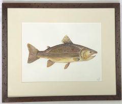 Cuadros Acuarela Original Brown Trout 38x46 cm