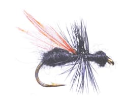Terrestrial Flying Ant Black