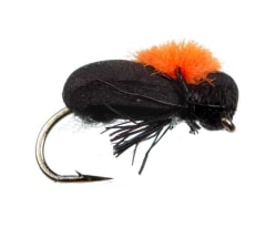 Foam Beetle