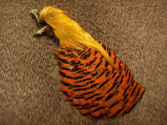 Golden Pheasant Complete Head