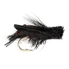 Terrestrial Daves Cricket