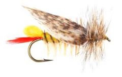 Terrestrial Joes Hopper