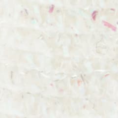 Micro Cactus White