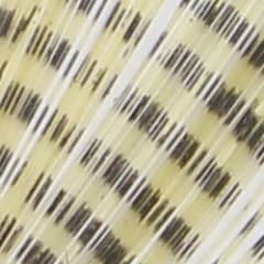 Spinner Tail Barred Light Brown