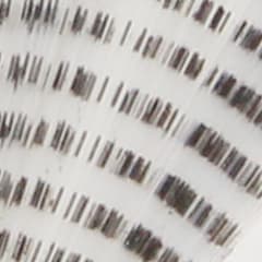 Spinner Tail Barred White