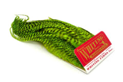 Whiting Bugger Pack White Fluor Green Chrtreuse