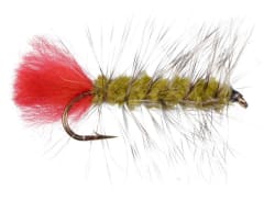 Woollyworm Olive