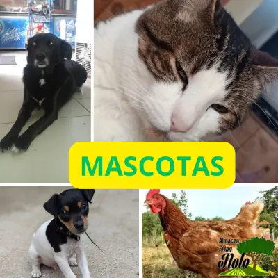 https://donnolotienda.clmascotas