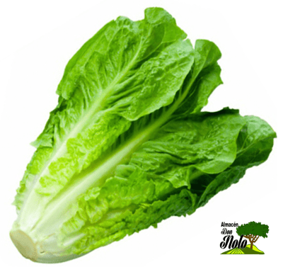 LECHUGA COSTINA
