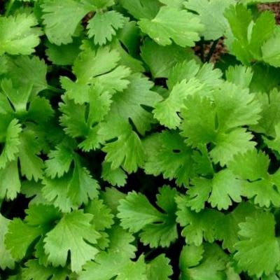 CILANTRO  UNIDAD