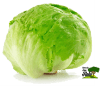 LECHUGA CAROLA1