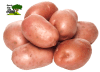PAPA KG1