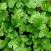 CILANTRO  UNIDAD1