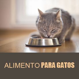 https://vervet.bsalemarket.comalimentos gatos adultos