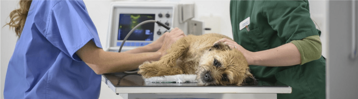 Diagnóstico por Imágenes Vet