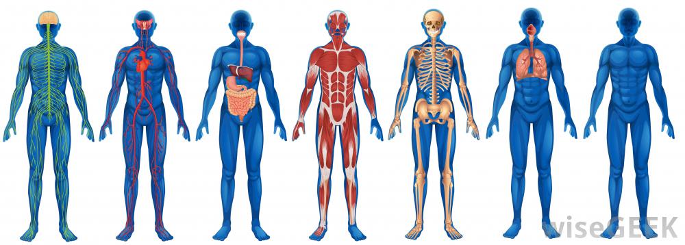 Anatomía, Embriología e Histología