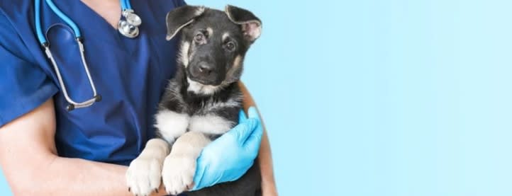 Medicina Interna Vet