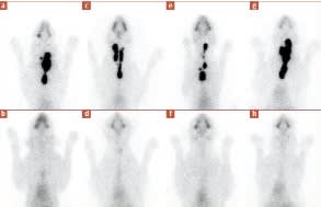 Feldman Endocrinología Felina2