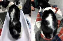 Feldman Endocrinología Felina3