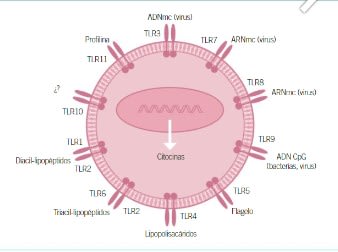 Vacunología en pequeños animales3