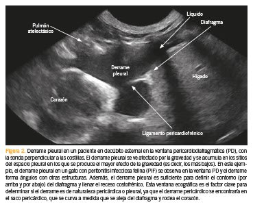 Ecografía pulmonar y pleural en la atención de urgencias en perros y gatos3