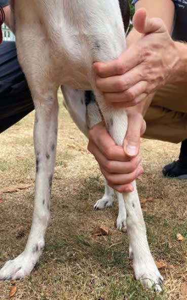 Ortopedia en pequeños animales. El miembro anterior5