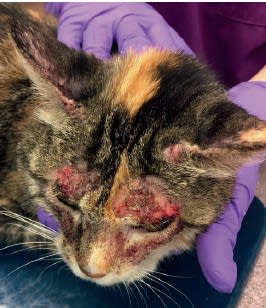 Enfermedades dermatológicas felinas desde un enfoque clínico5