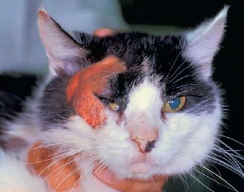 Enfermedades dermatológicas felinas desde un enfoque clínico4
