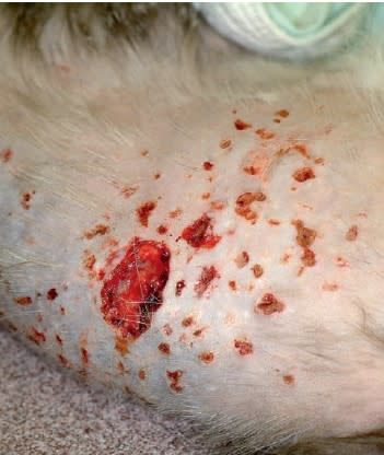 Enfermedades dermatológicas felinas desde un enfoque clínico3