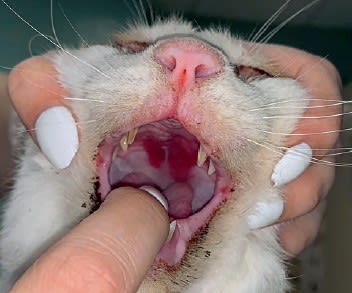 Enfermedades dermatológicas felinas desde un enfoque clínico2