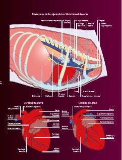 Cirugía en la clínica de pequeños animales. El tórax.1