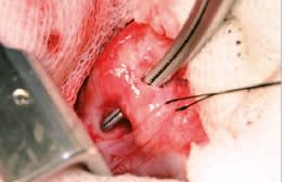 Cirugía en la clínica de pequeños animales. El tórax.2